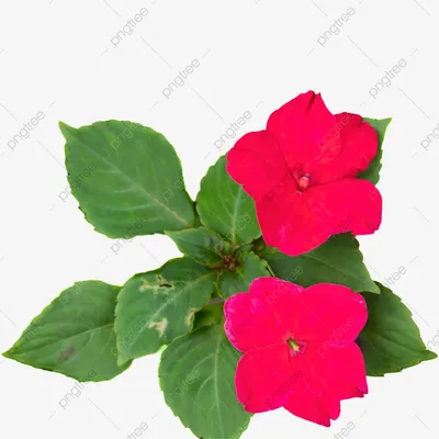 Impatiens Walleriana PNG прозрачные изображения скачать бесплатно | Векторные файлы | Pngtree картинки