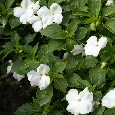 Семена недотроги - Baby White Impatiens Flower Seeds картинки