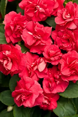 Impatiens walleriana 'Rockapulco® Red' картинки