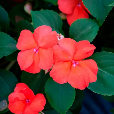 Impatiens walleriana Beacon® Лосось | Ферма белых цветов картинки