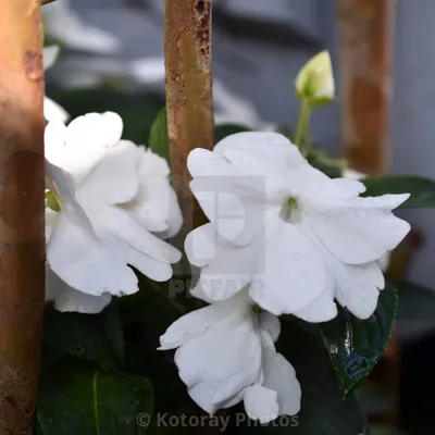 Impatiens Flowers, альбом Kotoray Photos - цифровые загрузки, репродукции в рамах \ u0026 холсты картинки