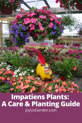 Impatiens Plants: уход и руководство по посадке картинки