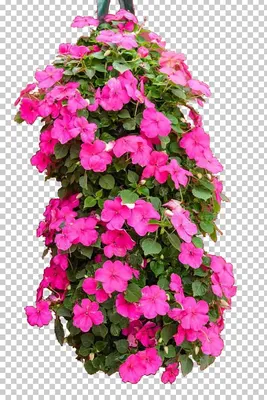 Impatiens Walleriana Impatiens Balsamina стоковые фотографии PNG, клипарт, однолетнее растение, ботаника, кластер, цветок, цветы бесплатно PNG картинки