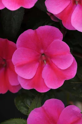 Impatiens Bounce™ Pink Flame PPAF 'Balboufink' | Всеамериканские выборы картинки