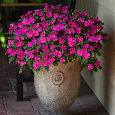 BEACON ® Violet Shades Impatiens - Garden Crossings картинки