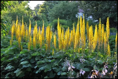 МАЛЕНЬКАЯ РАКЕТА LIGULARIA – Питомники Hinsdale – Добро пожаловать в Питомники Hinsdale картинки