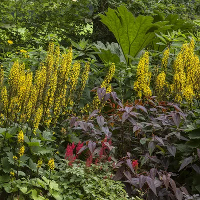 Ligularia: необычные ромашки | Абергласни в Кармартеншире, Уэльс картинки
