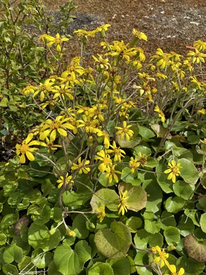 Горшок Ligularia Designer Verde 175 мм - Dawsons Garden World картинки