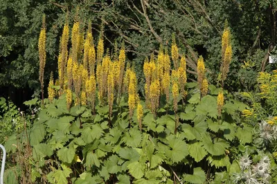 Ligularia stenocephala (Asteraceae), изображение 16116 на PlantSystematics.org картинки