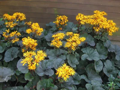Ligularia dentata 'Desdemona' – Питомник Эверглейдс картинки