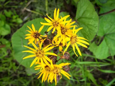 Что такое Ligularia - как выращивать растения амброзии картинки
