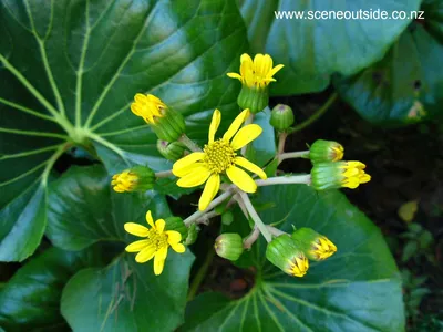 О дизайне сада - Ligularia japonicum 'Giganteum' картинки