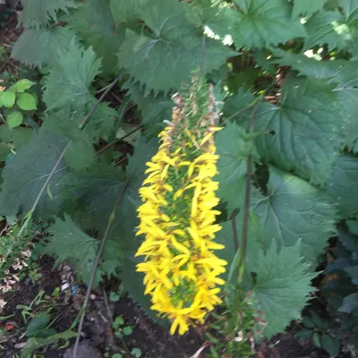 Ligularia stenocephala 'Little Rocket', растение карликового леопарда 'Little Rocket' в энциклопедии растений GardenTags картинки
