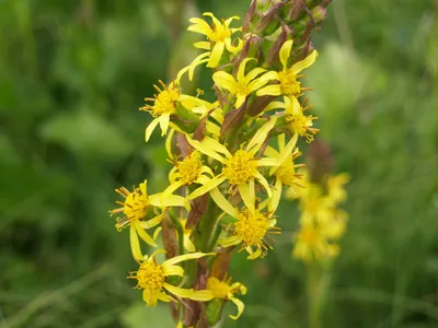 Ligularia sibirica - ПРИРОДА картинки