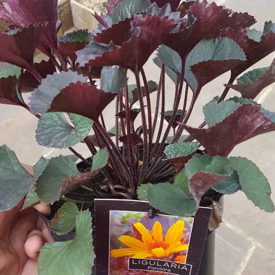 Ligularia dentata 'Pandora', леопардовое растение 'Pandora' в энциклопедии растений GardenTags картинки