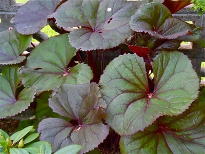 Ligularia dentata с крупными листьями фиолетового цвета делает свое дело в моем саду. Листья могут достигать 10\ картинки