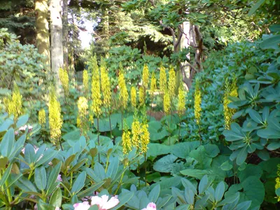 Файл:BBJMT ligularia fischeri.JPG — Викисклад картинки