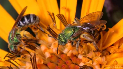 Halictid Bee - A splendens - Североамериканские насекомые и пауки картинки