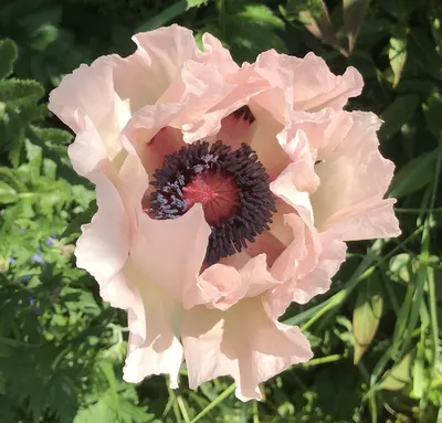 ПОСЛЕ РЕЗЕРВАЦИИ - www.burnholmegardeningclub.co.uk картинки