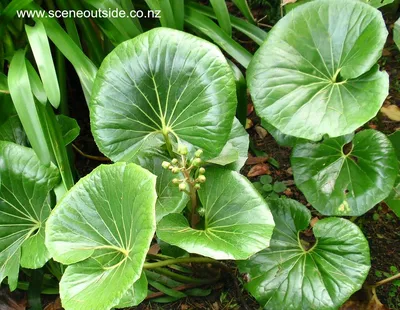 О дизайне сада - Ligularia japonicum 'Giganteum' картинки