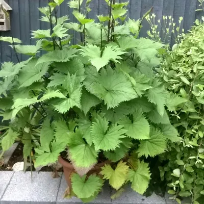 Ligularia przewalskii, Золотой луч Пржевальского — загружено @davewrightjoinerygooglemail.co картинки
