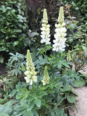 ПОСЛЕ РЕЗЕРВАЦИИ - www.burnholmegardeningclub.co.uk картинки