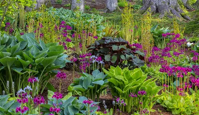Ligularia: необычные ромашки | Абергласни в Кармартеншире, Уэльс картинки