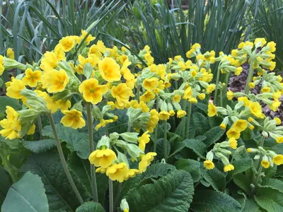 Сад просыпается - FineGardening картинки