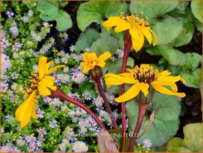 Kruiskruid - Ligularia dentata 'Moorblut' - лучший выбор - KwaliteitsPlanten.nl картинки