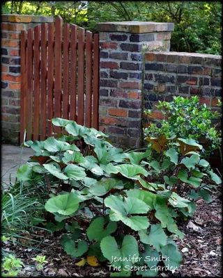 Ligularia, необходимая вещь в тени - Садоводство картинки