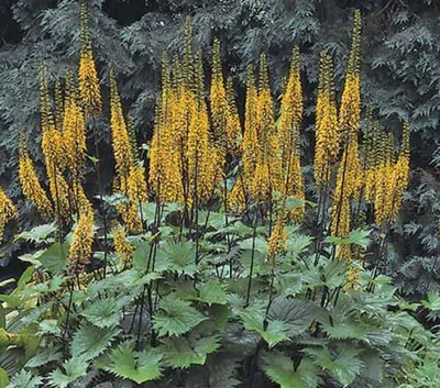 Ligularia, необходимая вещь в тени - Садоводство картинки