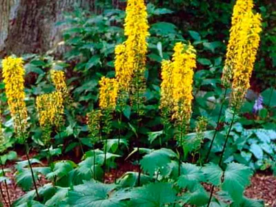 Бузульник узкоголовый (Ligularia stenocephala 'The Roket') - купить саженцы в Минске и Беларуси картинки