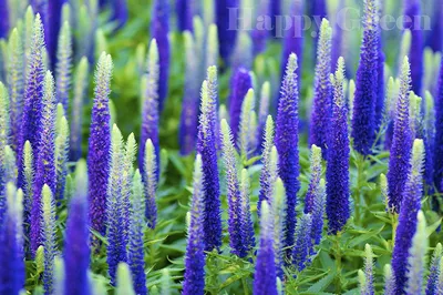 SPIKED SPEEDWELL - Veronica Spicata 100 семян МНОГОЛЕТНИЙ РОКАРИЙ ЦВЕТОК : Amazon.in: Garden & Outdoors картинки