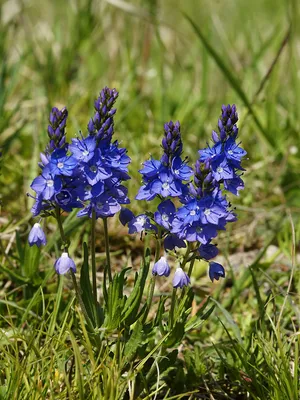 Файл: Veronica prostrata subsp. scheereri (габитус).jpg — Викисклад картинки