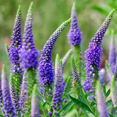 Голубая вероника (Veronica spicata) многолетник - Annie's Heirloom Seeds картинки