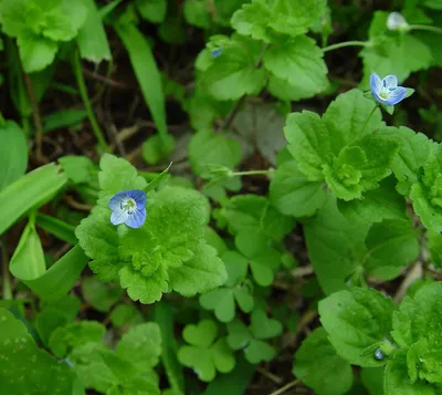 Veronica persica (вероника с высоты птичьего полета): Go Botany картинки