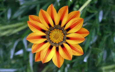 Gazania обои - Цветочные обои - #7392 картинки