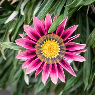 Файл:Сорт Gazania rigens в Conques.jpg — Wikimedia Commons картинки