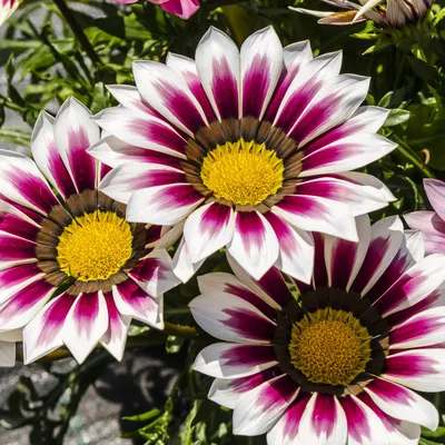 TrustBasket Open Oplined Gazania Flower Seeds : Amazon.in: Garden & Outdoors картинки