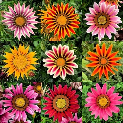 Купить смешанные семена Gazania онлайн - Urban Plants™ картинки