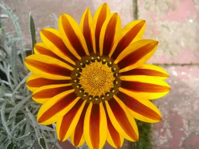 Gazania linearis – PlantRight картинки