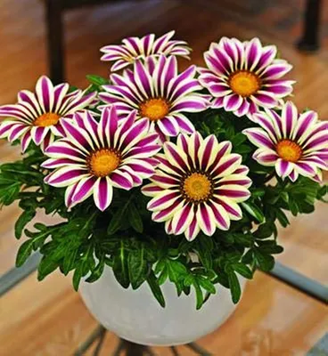 Amazon.com : Dichondra Fresh 50 шт. Семена цветов Gazania для посадки Purple White : Патио, газон и сад картинки