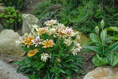 Цветок-сокровище (Gazania rigens 'Big Kiss White Flame') - 517089 - Изображения растений и садов - botanikfoto картинки