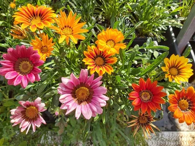 Поднос для цветов Gazania — Eumundi Roses картинки