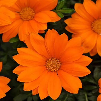 Outsidepride Gazania Orange Heat & u0026 Засухоустойчивый садовый цветок \ u0026 Почвопокровные растения - 100 семян картинки