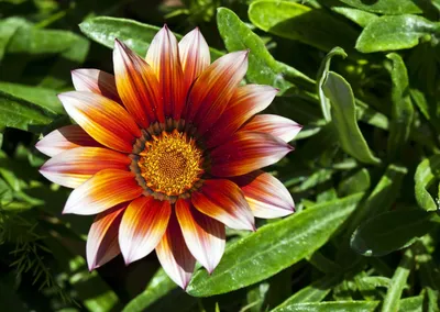 50 семян цветов Gazania – New Hill Farms картинки