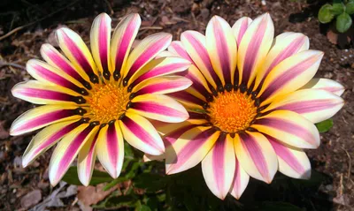 Gazania linearis – PlantRight картинки