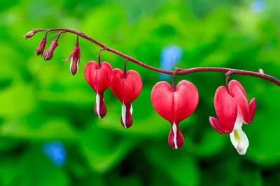 Секреты ухода за растением Bleeding Heart, которые вы должны знать картинки