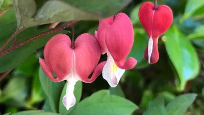 Как посадить и вырастить растение с кровоточащим сердцем — Lamprocapnos spectabilis (Dicentra spectabilis) — YouTube картинки