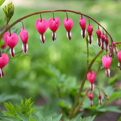 Amazon.com: 2 коллекции луковиц цветов с голым корнем Pink Bleeding Heart — уникальный цветок, росток Красивые цветы в форме сердца — легко выращиваемые многолетники — Touch of ECO: патио, газон и сад картинки